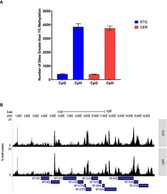 Genome-wide characterization of mitochondrial DNA methylation in human brain